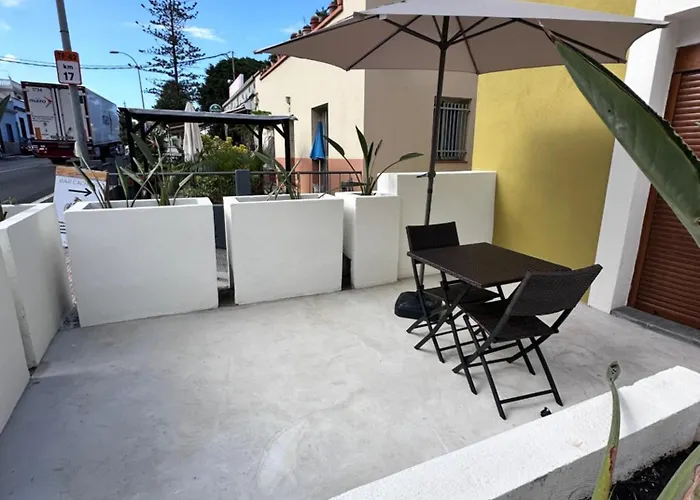 Euphorbia Apartament