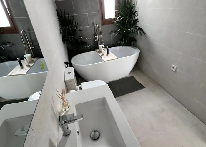 Euphorbia Apartament *